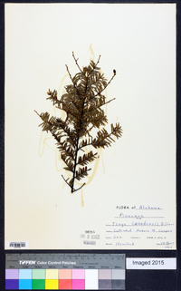 Tsuga canadensis image