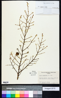 Tsuga canadensis image