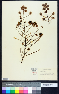 Tsuga canadensis image