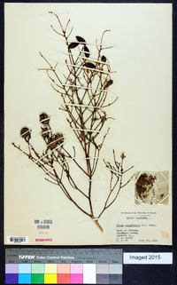 Tsuga canadensis image