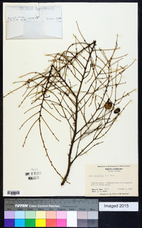 Tsuga canadensis image