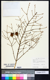 Tsuga canadensis image