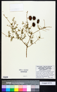 Tsuga canadensis image