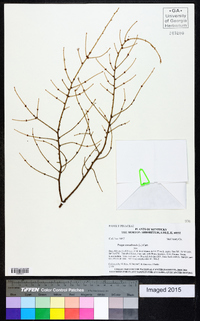 Tsuga canadensis image