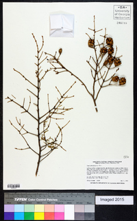 Tsuga canadensis image