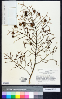 Tsuga canadensis image