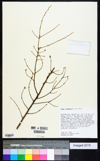 Tsuga canadensis image