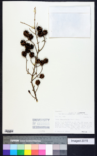 Tsuga heterophylla image