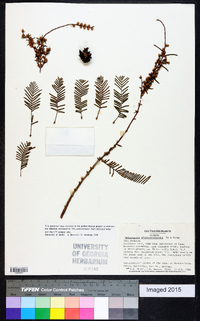 Metasequoia glyptostroboides image