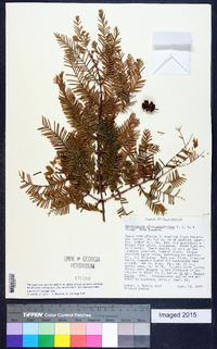 Metasequoia glyptostroboides image