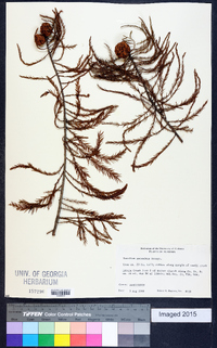 Taxodium ascendens image