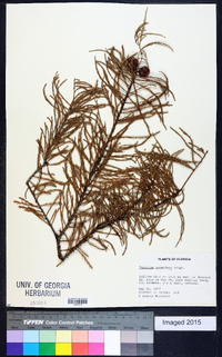 Taxodium ascendens image