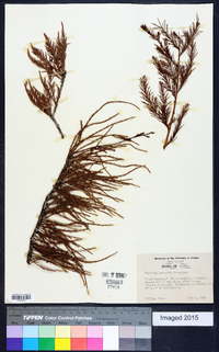 Taxodium ascendens image