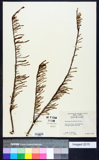 Taxodium ascendens image