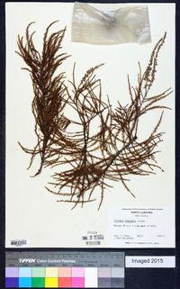 Taxodium ascendens image