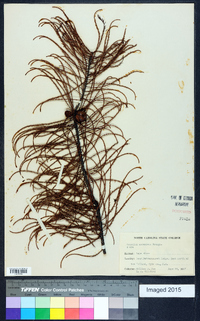 Taxodium ascendens image
