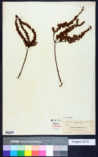 Taxodium ascendens image