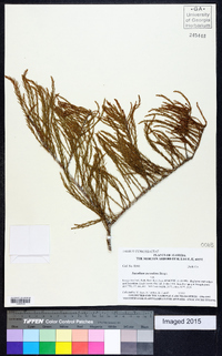 Taxodium ascendens image