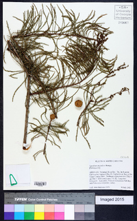 Taxodium ascendens image