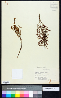 Taxodium ascendens image