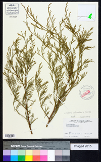 Callitris glaucophylla image