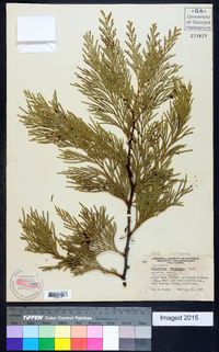 Calocedrus decurrens image