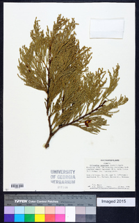 Calocedrus decurrens image