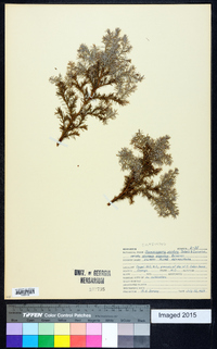 Chamaecyparis pisifera image