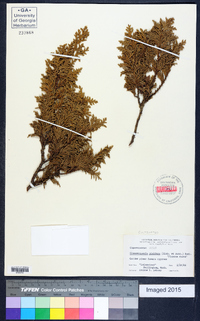 Chamaecyparis pisifera image