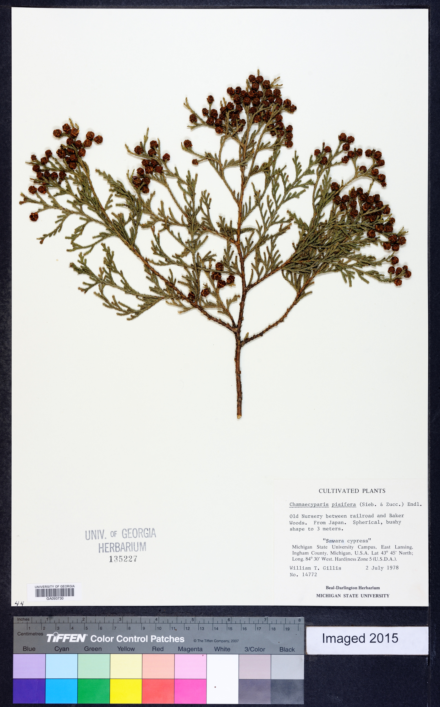 Chamaecyparis pisifera image