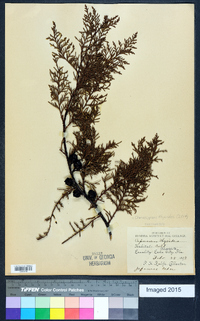 Chamaecyparis thyoides image