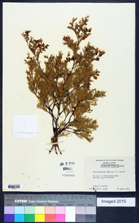 Chamaecyparis thyoides image