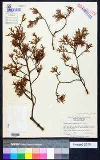 Chamaecyparis thyoides image