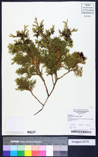 Chamaecyparis thyoides image