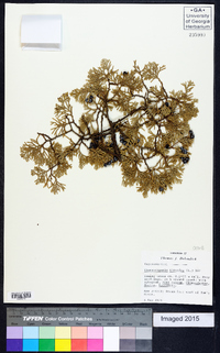 Chamaecyparis thyoides image