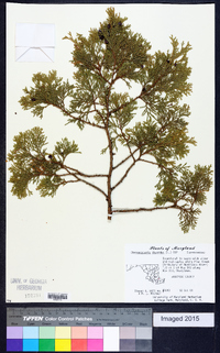 Chamaecyparis thyoides image