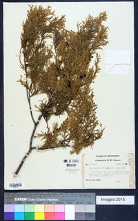 Chamaecyparis thyoides image