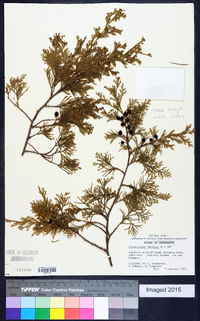 Chamaecyparis thyoides image