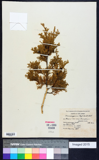 Chamaecyparis thyoides image