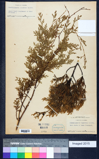 Chamaecyparis thyoides image