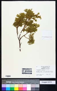 Chamaecyparis thyoides image