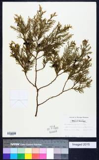 Chamaecyparis thyoides image