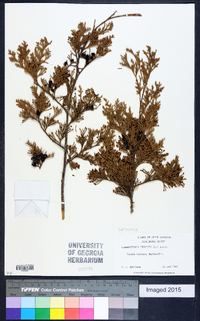 Chamaecyparis thyoides image