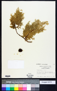 Chamaecyparis thyoides image