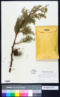 Cupressus macrocarpa image