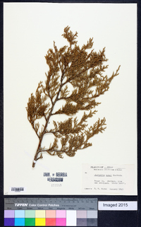 Juniperus ashei image