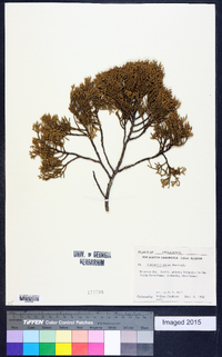 Juniperus ashei image