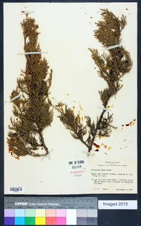 Juniperus ashei image