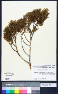 Juniperus ashei image