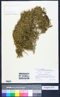 Juniperus californica image